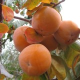 Памяти Черняева1